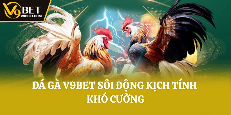 Đá gà V9bet sôi động kịch tính khó cưỡng